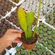 EPIPHYLLUM HYBRID LUTEO, image 