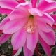 EPIPHYLLUM HYBRID BEAHM'S SURPRISE, image 