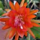 EPIPHYLLUM HYBRID BRUNO FORSTER, image 