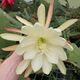 EPIPHYLLUM HYBRID CAROL, image 