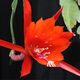 EPIPHYLLUM HYBRID EMPEROR'S GLADIATOR, image 