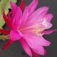 EPIPHYLLUM HYBRID FORTUNE TELLER, image 