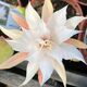 EPIPHYLLUM HYBRID FRINGE OF GOLD, image 