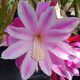 EPIPHYLLUM HYBRID GLADYCE JONES, image 