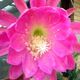 EPIPHYLLUM HYBRID HOODAP, image 