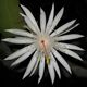 EPIPHYLLUM HYBRID HOOKERI, image 
