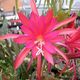EPIPHYLLUM HYBRID IRETTE, image 