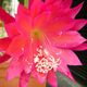 EPIPHYLLUM HYBRID MAJA BUCHI, image 