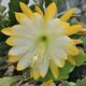 EPIPHYLLUM HYBRID MEDA, image 