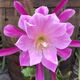 EPIPHYLLUM HYBRID NEW DAY, image 