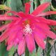 EPIPHYLLUM HYBRID ROMAN HOLIDAY, image 