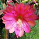 EPIPHYLLUM HYBRID VOGELII, image 