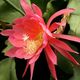 EPIPHYLLUM HYBRID BRUIN, image 
