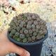 EUPHORBIA DAISYMONTANA OBESA X TUBIGLANS, image 