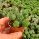 EUPHORBIA GLOBOSA, image 