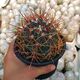 FEROCACTUS ACANTHODES, image 