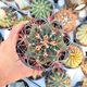 FEROCACTUS COLORATUS, image 