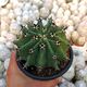 FEROCACTUS HORRIDUS BREVISPINUS, image 