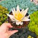 GASTERALOE BEGUINII AUREA VARIEGATA, image 