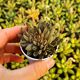 GASTERIA SPIRIT F. CRESTATA, image 