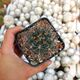 GYMNOCALYCIUM GLAUCUM, image 