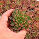 GRAPTOVERIA BASHFUL, image 