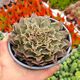 GRAPTOVERIA STARFIRE, image 