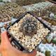 GYMNOCALYCIUM AMERHAUSERI SUBS. ALTAGRACIENSE, image 