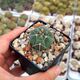 GYMNOCALYCIUM ARMATUM, image 