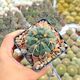 GYMNOCALYCIUM BAYRIANUM, image 