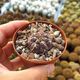 GYMNOCALYCIUM BORTHII, image 