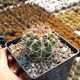 GYMNOCALYCIUM CASTELLANOSII SUBS. FEROCIOR, image 