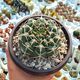 GYMNOCALYCIUM CASTELLANOSII SUBS. FEROCIOR, image 