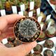 GYMNOCALYCIUM GIBBOSUM, image 