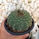 GYMNOCALYCIUM QUEHLIANUM, image 
