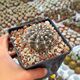 GYMNOCALYCIUM SCHROEDERIANUM SUBS. PAUCICOSTATUM, image 