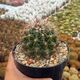 FEROCACTUS HAMATACANTHUS, image 
