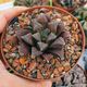 HAWORTHIA CHOCOLATE, image 