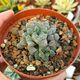 HAWORTHIA MIRROR BALL, image 