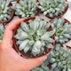 HAWORTHIA COOPERI V. PILIFERA VARIEGATA, image 
