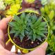 HAWORTHIA EMELYAE HYBRID, image 