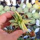 HAWORTHIA LIMIFOLIA F. SPIRALIS VARIEGATA, image 