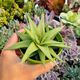 HAWORTHIA LIMIFOLIA V.  UBOMBOENSIS, image 
