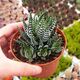 HAWORTHIA PAPILLOSA, image 