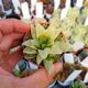 HAWORTHIA RETUSA AUREA VARIEGATA, image 