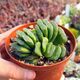 HAWORTHIA TRUNCATA CV. LIME GREEN, image 