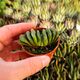 HAWORTHIA TRUNCATA CV. LIME GREEN, image 