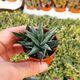 HAWORTHIA VISCOSA ALBA VARIEGATA, image 