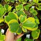HOYA KERRI VARIEGATA, image 