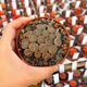 LITHOPS AUCAMPIAE C046, image 